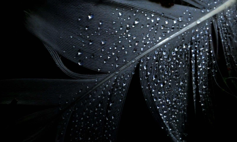 anthracite vs black difference