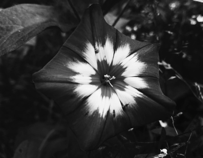 anthracite vs black difference