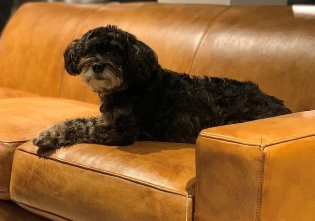 pet friendly sofa fabric pet friendly sofa fabric