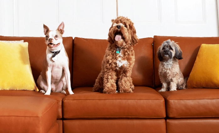 best fabric for dogs best fabric for dogs