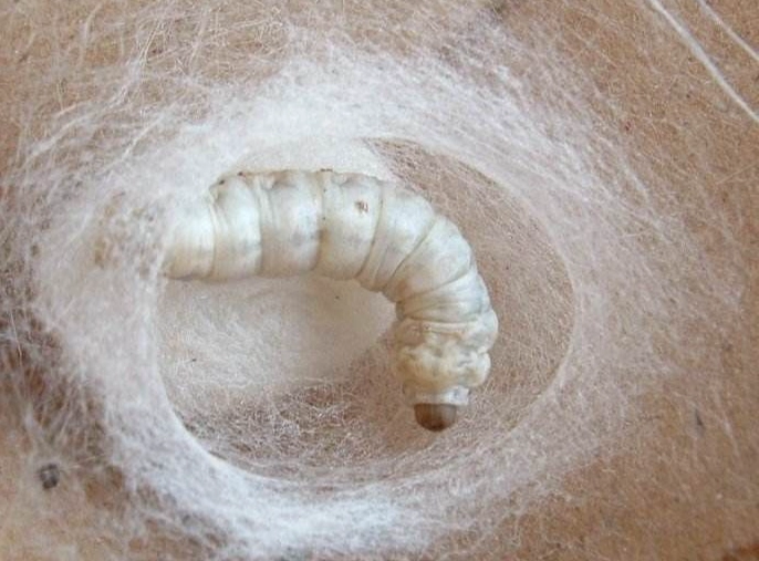 how silk is made how silk is made