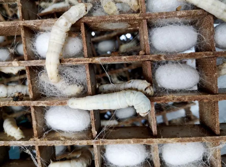 sericulture sericulture