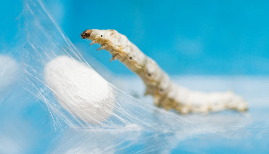 sericulture sericulture