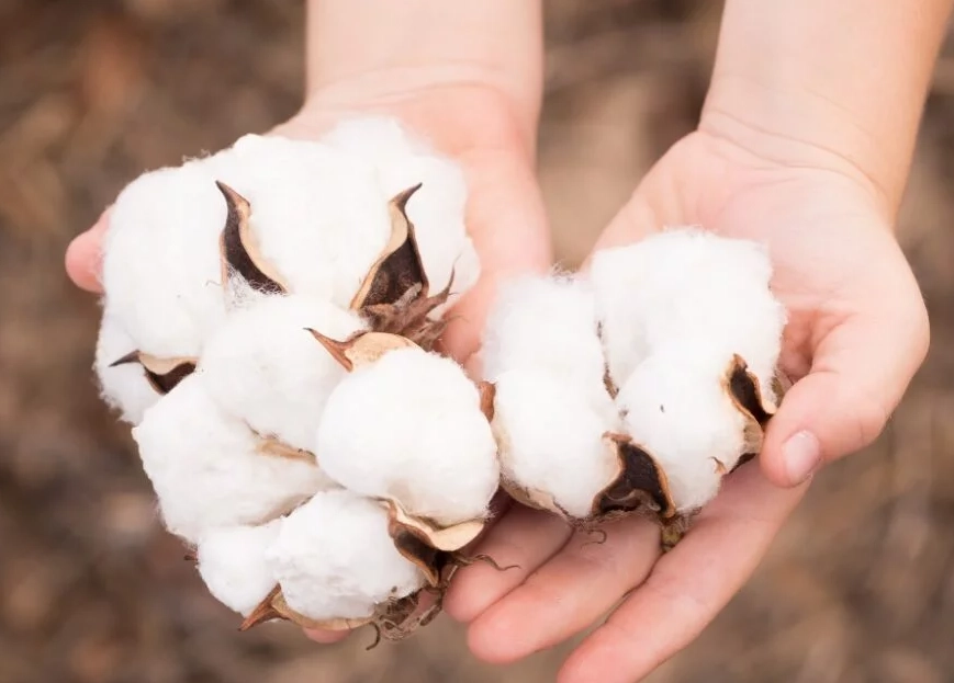 regular cotton vs organic