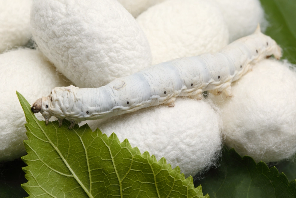 how is silk made from silkworms