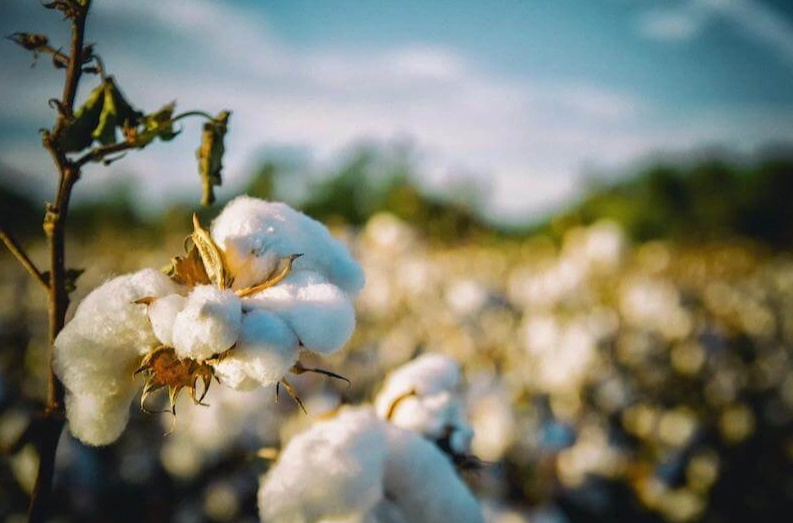 how cotton is made into fabric