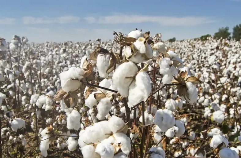 how cotton is made into fabric