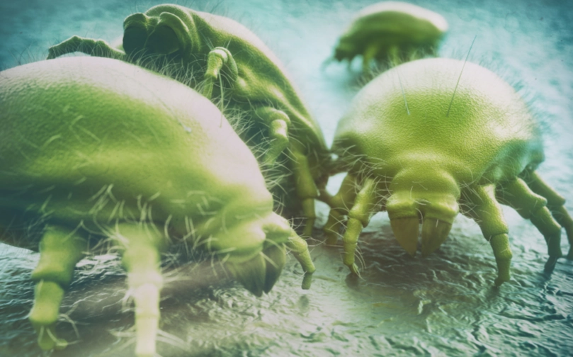 hypoallergenic bedding