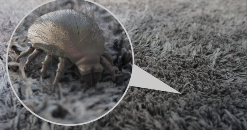 dust mite proof bedding