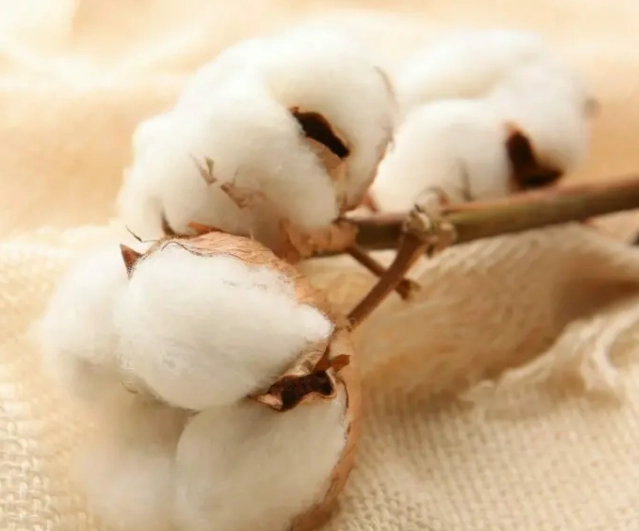 why is Egyptian cotton better