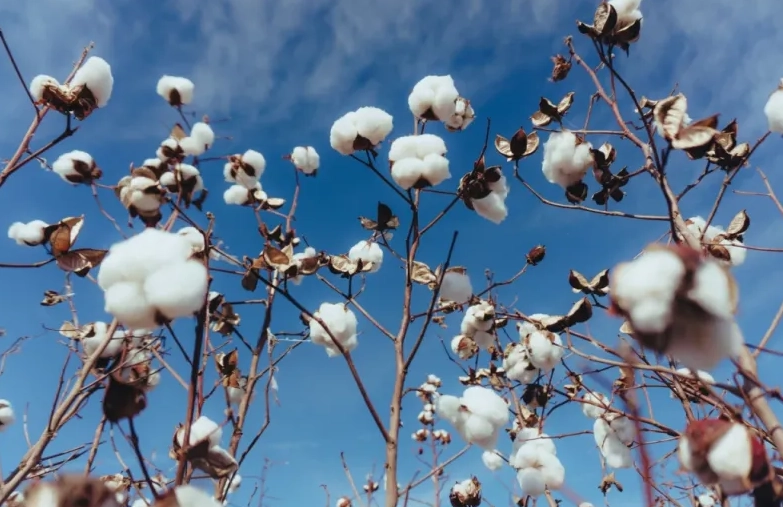 why is Egyptian cotton better